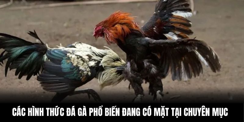 Các hình thức đá gà phổ biến đang có mặt tại chuyên mục