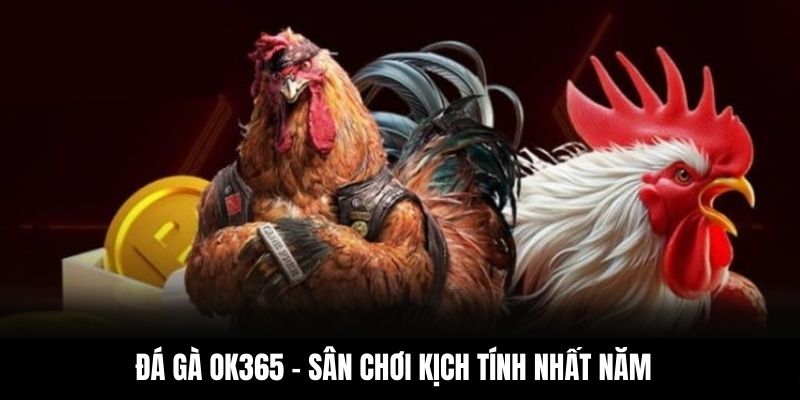 Đá gà OK365 – sân chơi kịch tính nhất năm