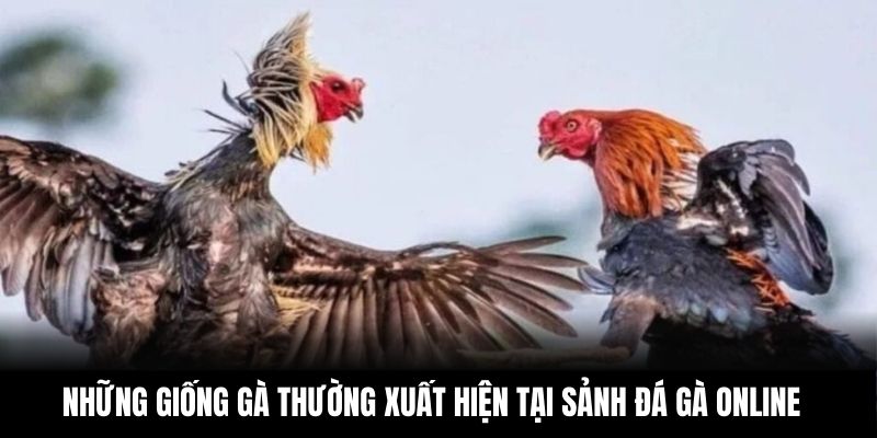 Những giống gà thường xuất hiện tại sảnh đá gà online