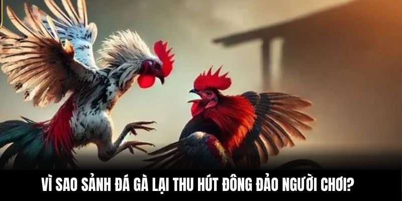 Vì sao sảnh đá gà lại thu hút đông đảo người chơi?